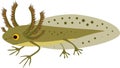 Cartoon newt larva with external gills